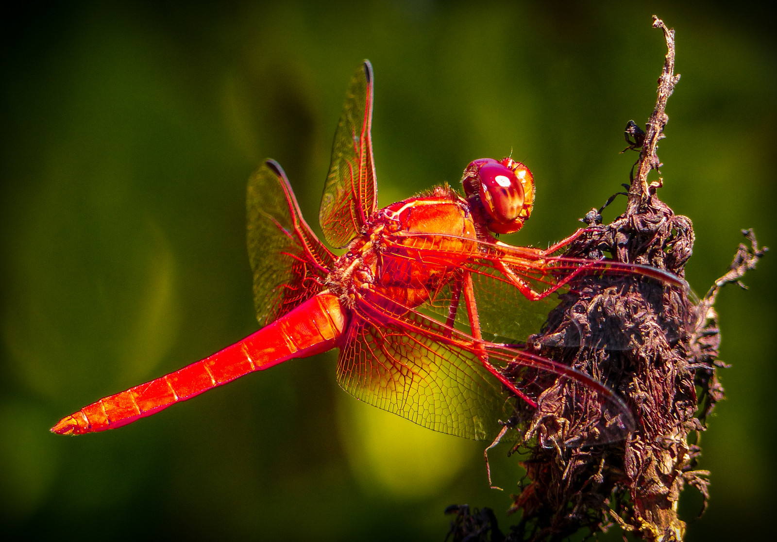 neon, sběračka, vážka, Libellulacroceipennis, Volně žijících živočichů, bažina, rybník, jezírka, Kalifornie, hmyz, ngc, npc, coth5, sunrays5, Thefullertonarboretum, fullerton