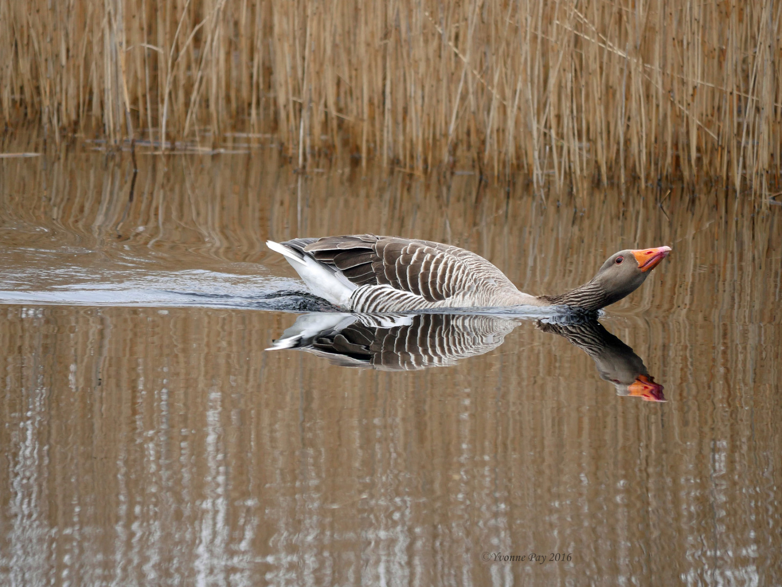 Panasonic, lumix, gh4, Příroda, pták, husy, husa, odrazy, Lakenheath, Suffolk, eastanglia, Spojené království