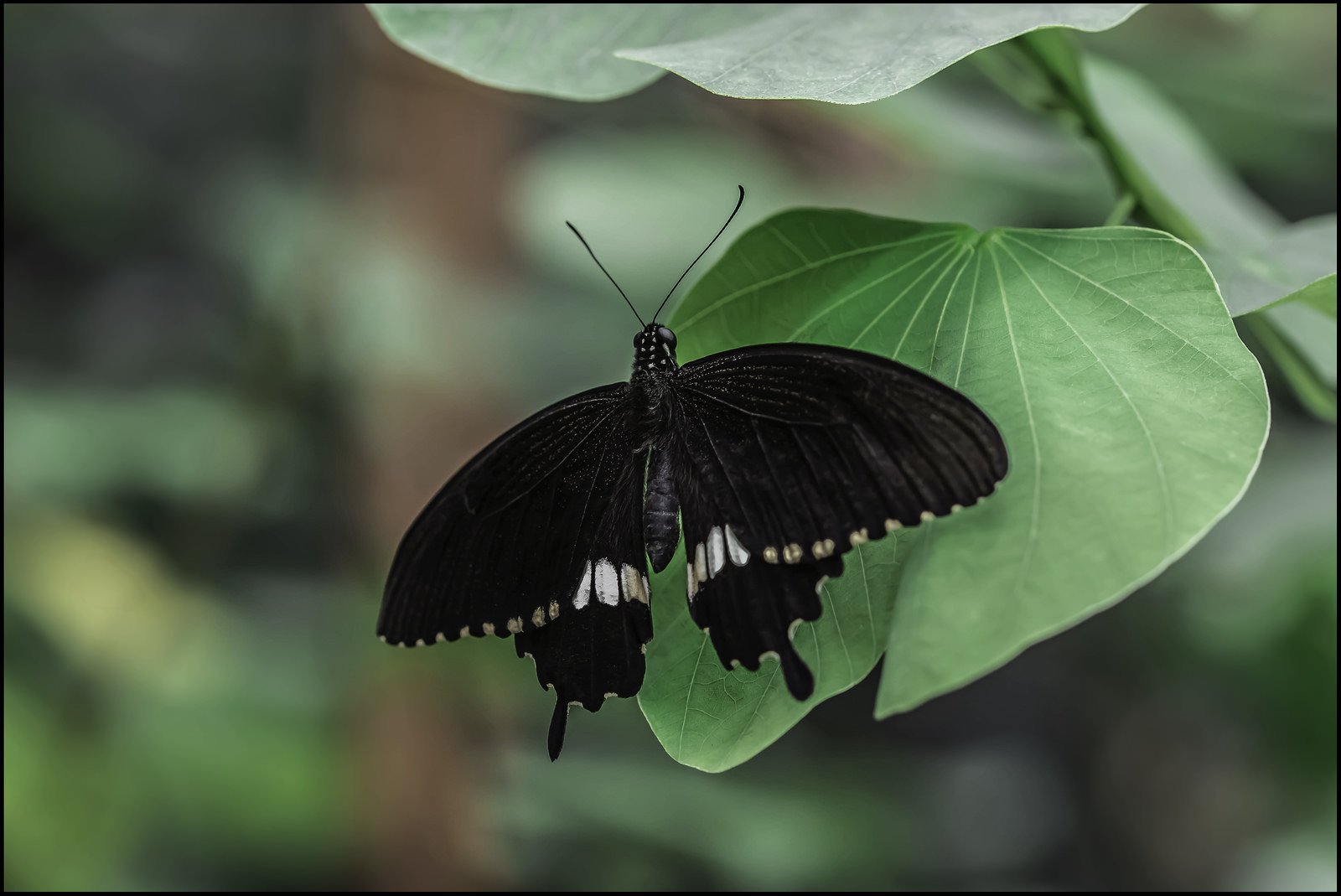 Wallpaper 1600x1069 px, bug, butterfly, close, green, insects, macro