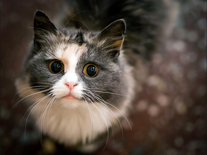 kat, dieren, bakkebaarden, katten, neus-, cat wild kat, dieren, bakkebaarden, katten, neus-, cat wild