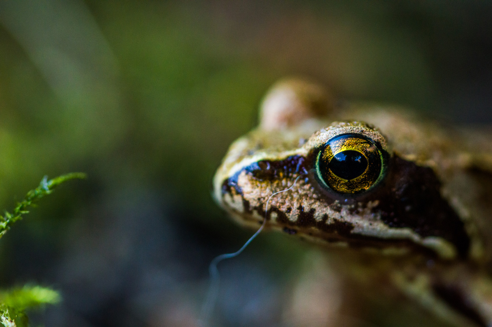 Лягушка беспозвоночное. Мигательная перепонка у земноводных. Пучеглазая жаба. Nose close frog. Коричневая лягушка.