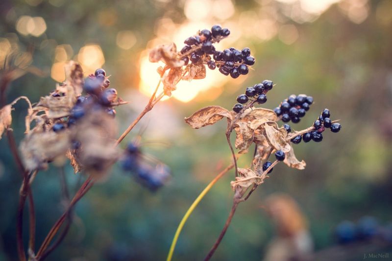 Příroda, makro, slunečnímu záření, rostliny, fotografování, větev Příroda, makro, slunečnímu záření, rostliny, fotografování, větev