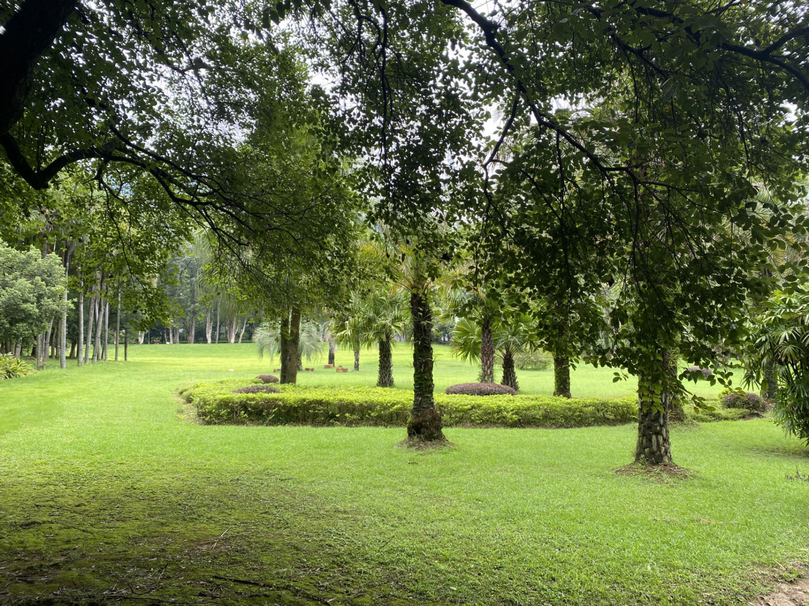 Wallpaper Forest Trees Green Lawns 1706x1279 Johnyh1234 