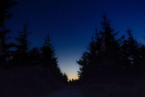 trees,starry sky,night