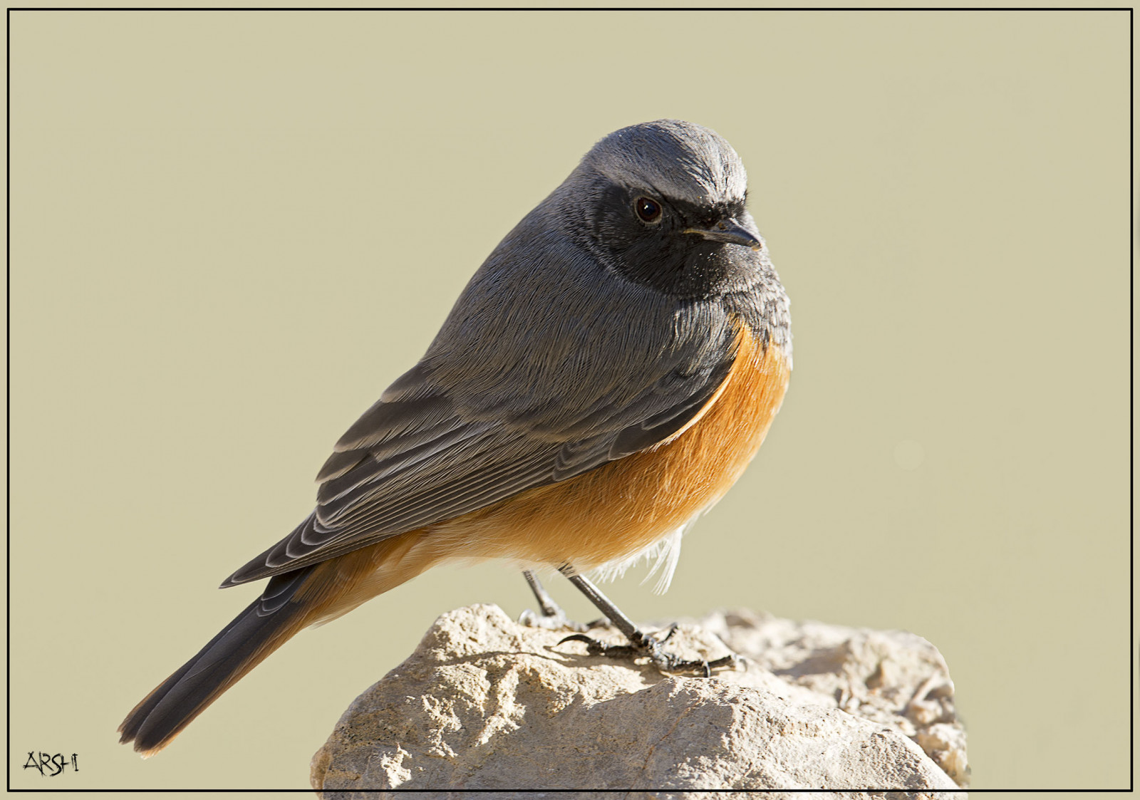 fugl, fauna, næb, fluesnappere, finke, siddepinde fugl, robin, Emberizidae, vinge, Rødhals, fjer, organisme, bluebird, gærdesmutte, Songbird, dyreliv, kvækerfinke
