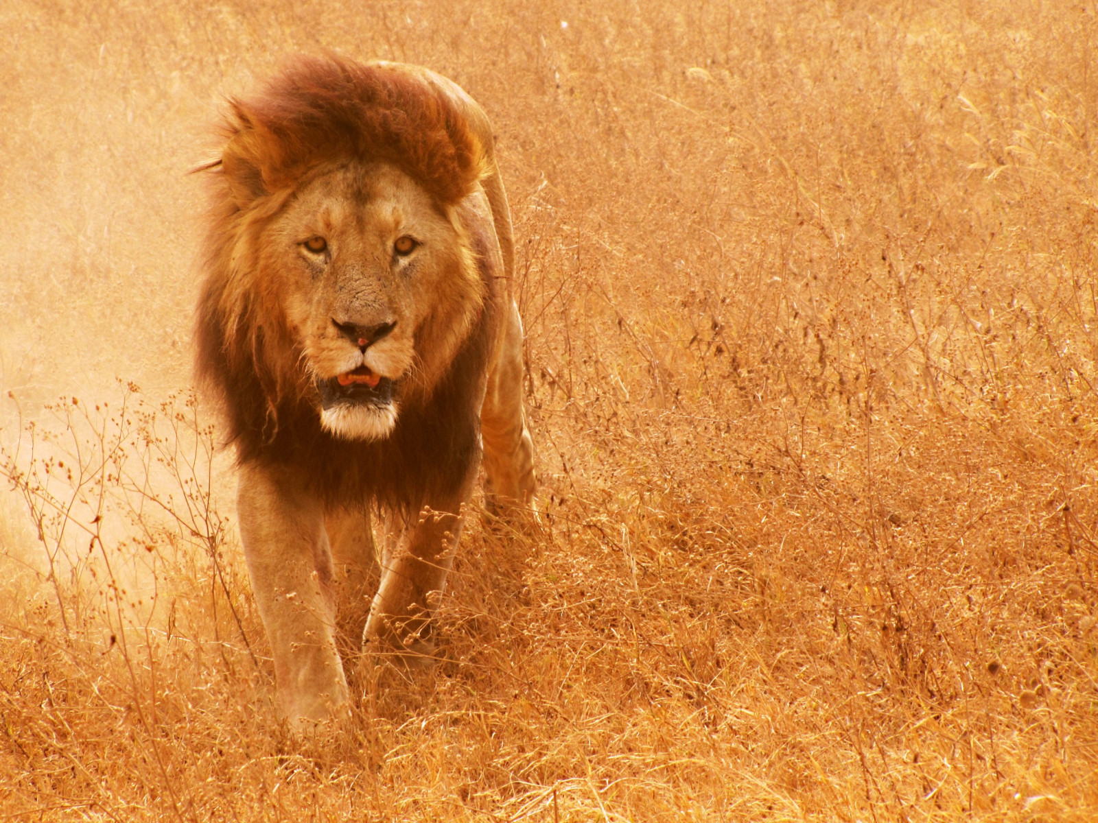 Hayvanlar, aslan, Vahşi hayat, büyük kediler, Bıyık, Memeliler, Çayır, Safari, fauna, memeli, çayır, omurgalı, Kedi gibi memeli, Vahşi hayvan, yele, Masai aslan