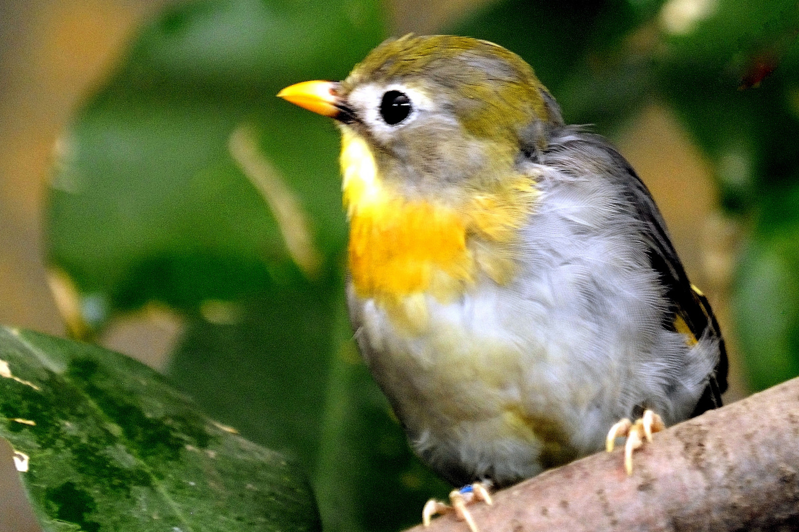 uccello, becco, fauna, natura, vecchio mondo pigliamosche, organismo, pettirosso, fringuello, appollaiati uccelli
