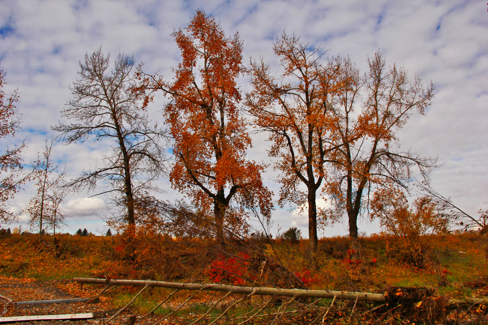 slunečnímu záření, krajina, les, podzim, listy, kopec, Příroda, tráva, nebe, zima, pole, mraky, větev, ráno, Kánon, atmosféra, křoví, zatažený, divočina, Křoví, jaro, olistění, mrak, strom, podzim, list, počasí, rostlina, protokoly, větve, louka, eos60d, kadeř, zálesí, prérie, háj, sklon, venkov, dřevina, ekosystém, smíšený les, opadavý, autumncolors, modřín, křoviny, bažina, davidsmith, calgaryalbertacanada, fallleaves, fishcreekpark, Fallentrees