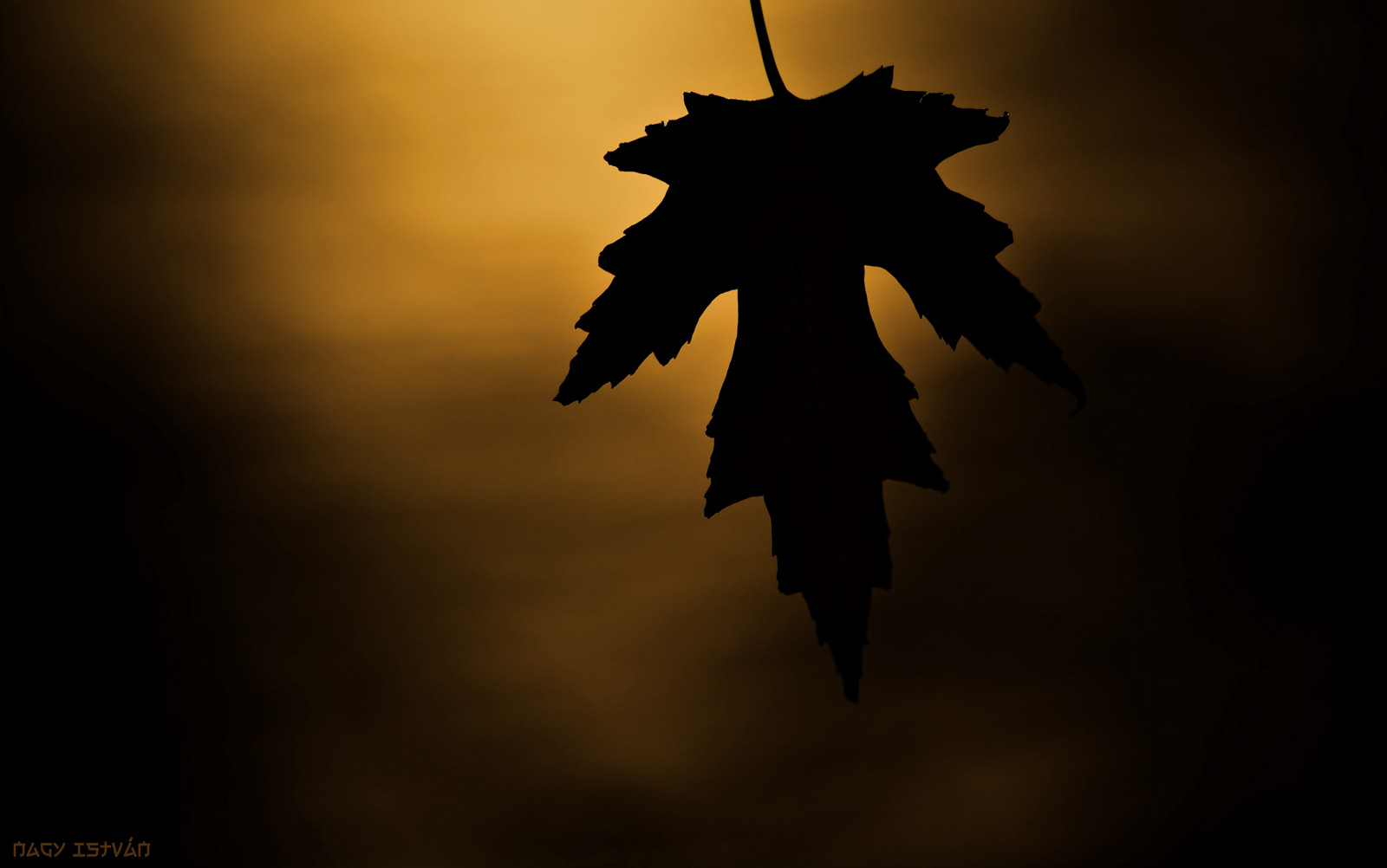 efterår, sort, natur, blade, silhuet, gul, en, blad, Nikon, Ungarn, baggrund, enkelt, sigt szet, magyar, MAGYARORSZAG, EGY, 2015, fekete, s RGA, sz, Niveau, h tt rk p, EGYED l, t rkeve, nagyistv n, nagyistvan8