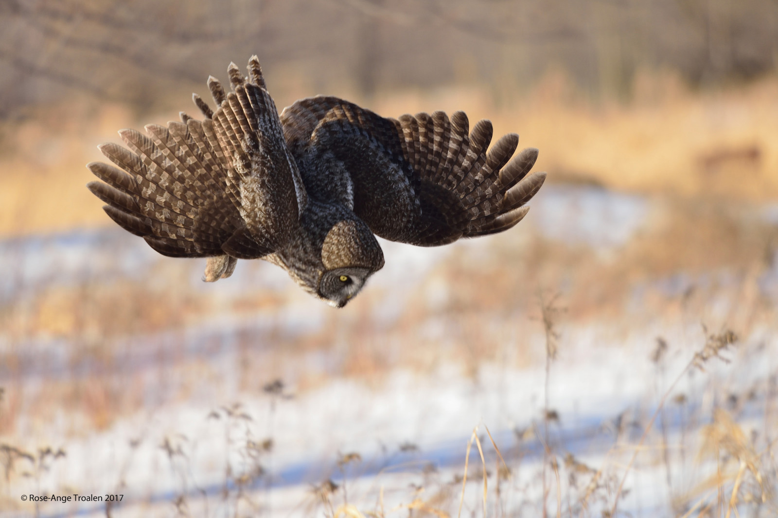 natura, volante, natura, Canada, uccello rapace, gufo, becco, Quebec, a caccia, 2017, uccello, poiana, strixnebulosa, oiseau, janvier, fauna, D800, descente, grande gufo grigio, vol, ecoregione, greatgrayowl, Chouette, ilestbernard, refugefauniquemargueritedyouville, chouettelapone, chasse, Tc14iii, Roseange, Nikkor300mmf4epf, Ch teauguay