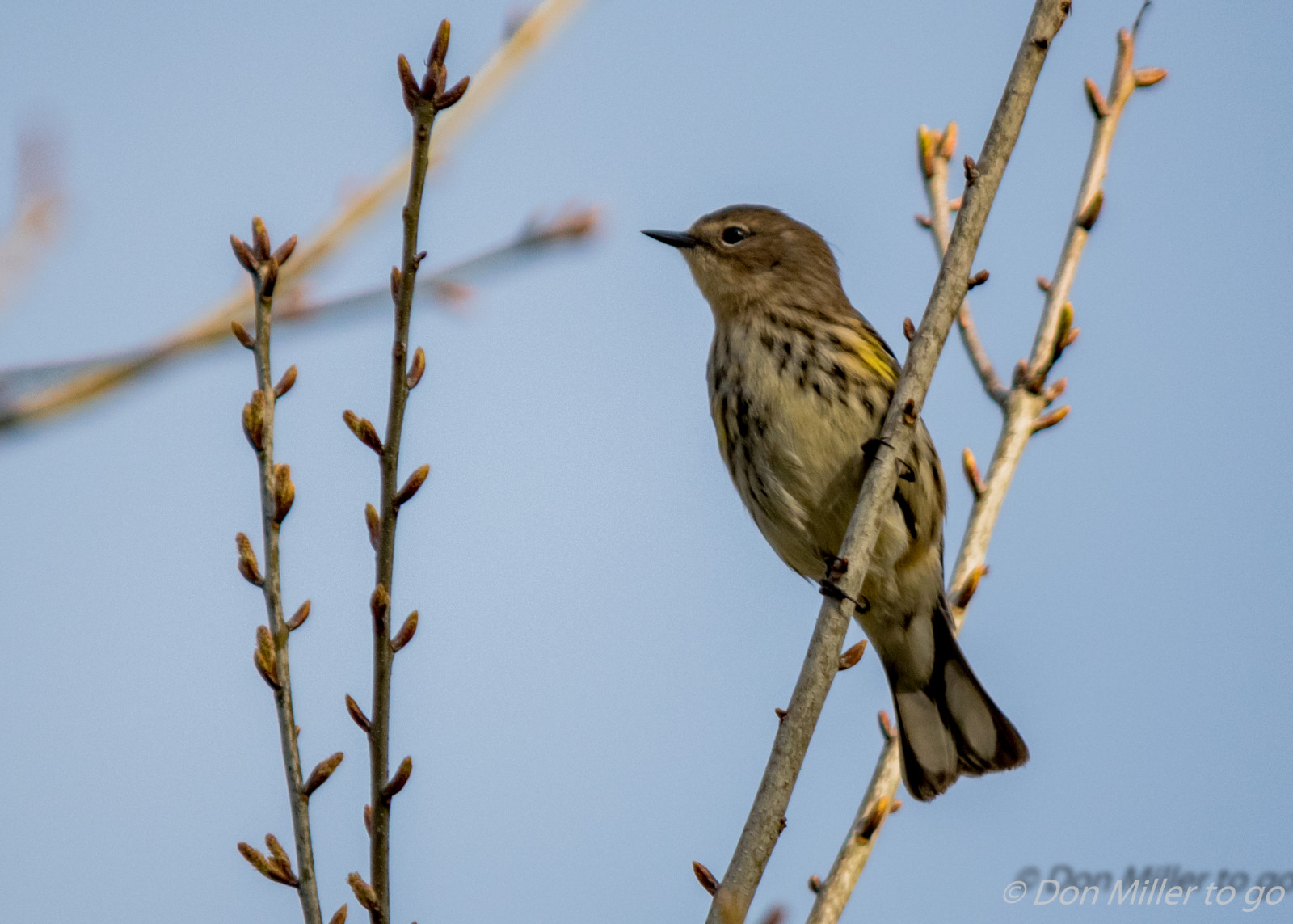 ptactvo, Příroda, venku, větev, Volně žijících živočichů, zobák, Florida, Vrabec, pták, pěnkava, pozorování ptáků, venicerookery, onawalk, hnízdiště ptáků, D5500, fauna, prohlížení pták, obratlovců, Lejskovití, slavík, střízlík, vrabec