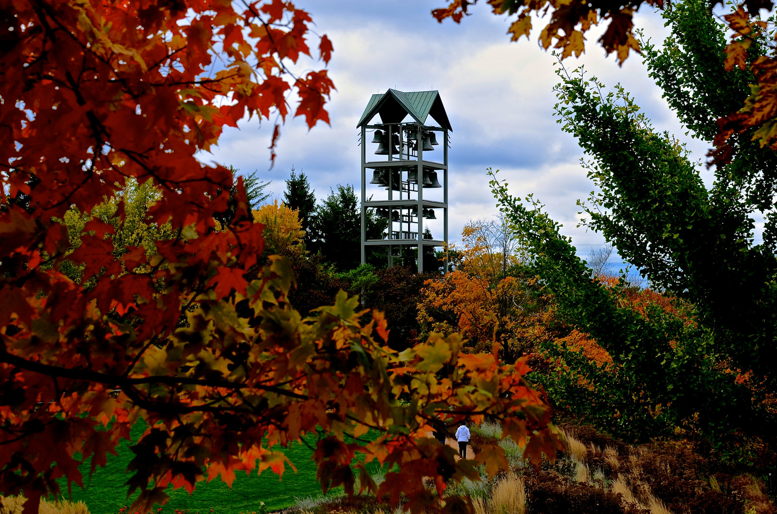list, Příroda, strom, podzim, dřevina, nebe, rostlina, javor, opadavý, větev, jaro, Dům, krajina