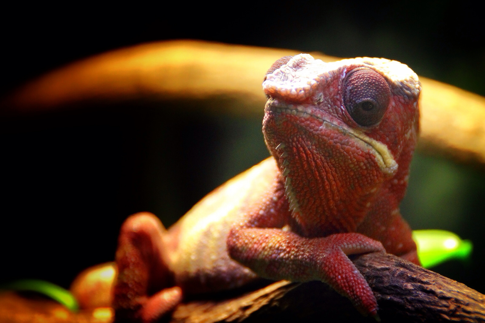 rejse, rød, vild, sløring, farve, natur, smuk, dyr, museum, Canon, skæg, manchester, stereoskopisk, fantastiske, øjne, Fokus, dag, trække på, dinosaurus, bokeh, krybdyr, dyreliv, magi, camo, firben, skjule, klo, camouflage, skalaer, lave om, Karma, dslr, gemmer sig, Tamron, kamæleon, Spiney, Reptilia, 1100D