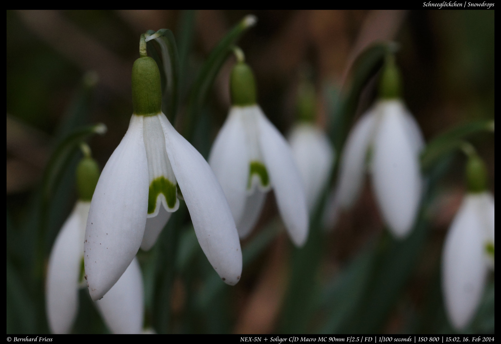 กล้อง, ดอกไม้, ต้นฉบับ, ฤดูหนาว, เบา, bw, แมโคร, ศิลปะ, Photoshop, Canon, เหล้าองุ่น, เยอรมนี, ออก, เลนส์, deutschland, สำคัญ, ตะไคร่น้ำ, น่าสนใจ, ยูโรปา, ยุโรป, flickr, ภาพ, ไม่, คุงสตัน, โซนี่, แฟลช, บุปผา, blumen, ลูกแมว, ดีที่สุด, สำรวจ, มากที่สุด, สีสัน, ถาวร, คู่มือ, ตรง, อัลฟา, เป็นที่นิยม, ความยาว, makro, Blitz, 90 มม, ไม่ถูกตัด, Farbig, แบร์นฮาร์ด, februar, แท้, fd, bl สิบ, soligor, โฟกัส, การประมวลผลภายหลัง, nex, badenwurttemberg, manuelle, ooc, interessant, unbearbeitet, klassisch, rheinneckar, festbrennweite, entdecken, Sooc, โหดเหี้ยม, Ketsch, 5n, flickriver, emount, fluidr, unverf lscht