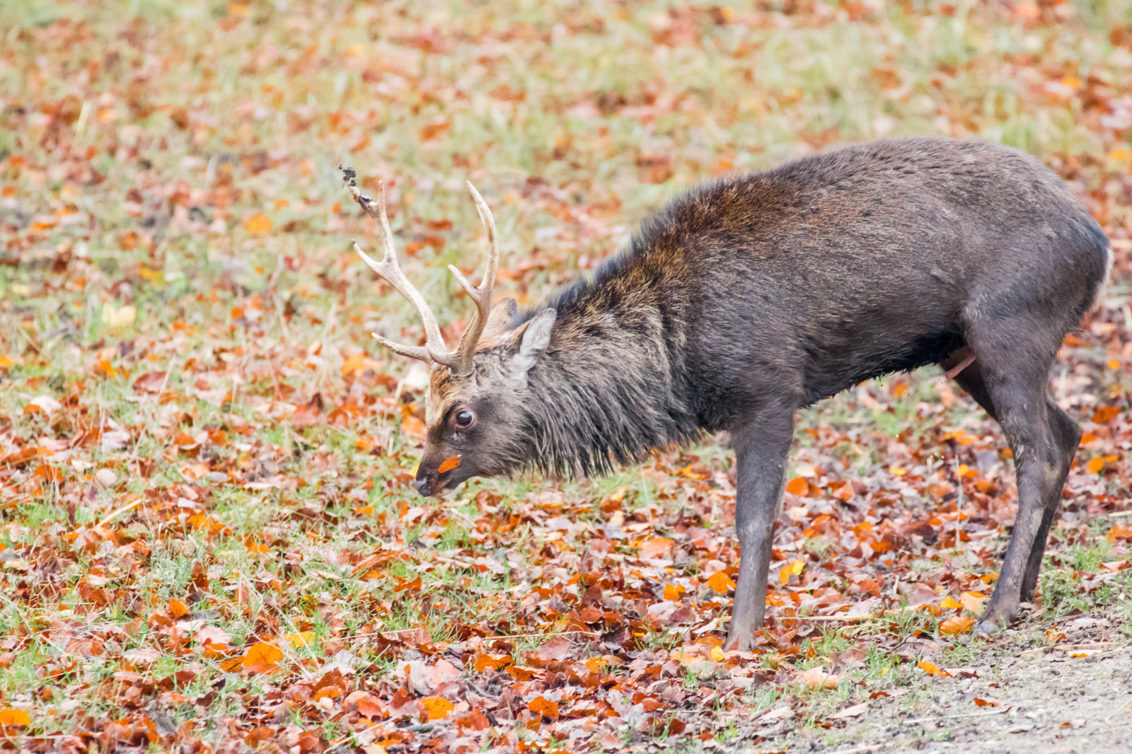 Skov, hjort, parkere, dyreliv, Danmark, tundra, efterår, skov, danmark, skog, Dyrehaven, j Gersborg, j gersborgdyrehave, fauna, pattedyr, hvirveldyr, hvide tailed hjorte, peccary