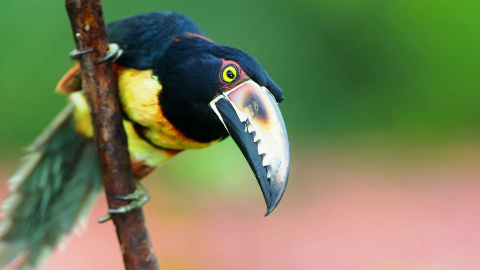 1920x1080 px, 44, นก, นกแก้ว, Toucan, ร้อน