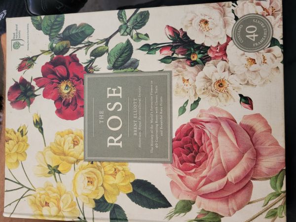 rose,flowers,leaves