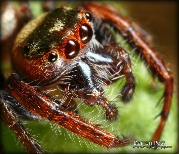 macro,araña,Saltando,Ojos,difusor,Mpe65