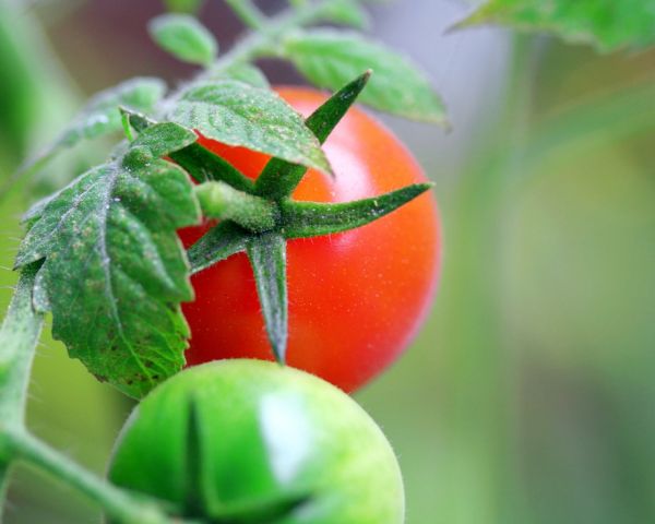 pomodori,ramo,erba