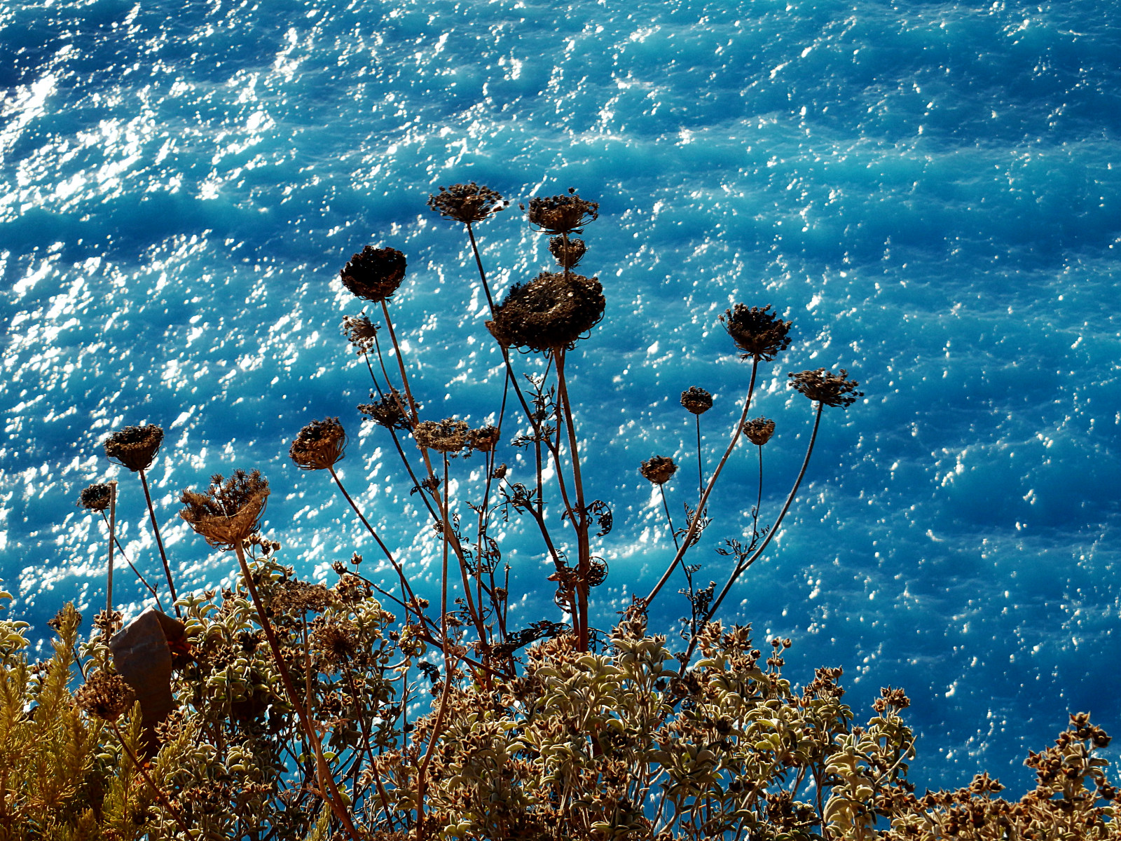 moře, květ, mořský, Řecko, Zante, jónské