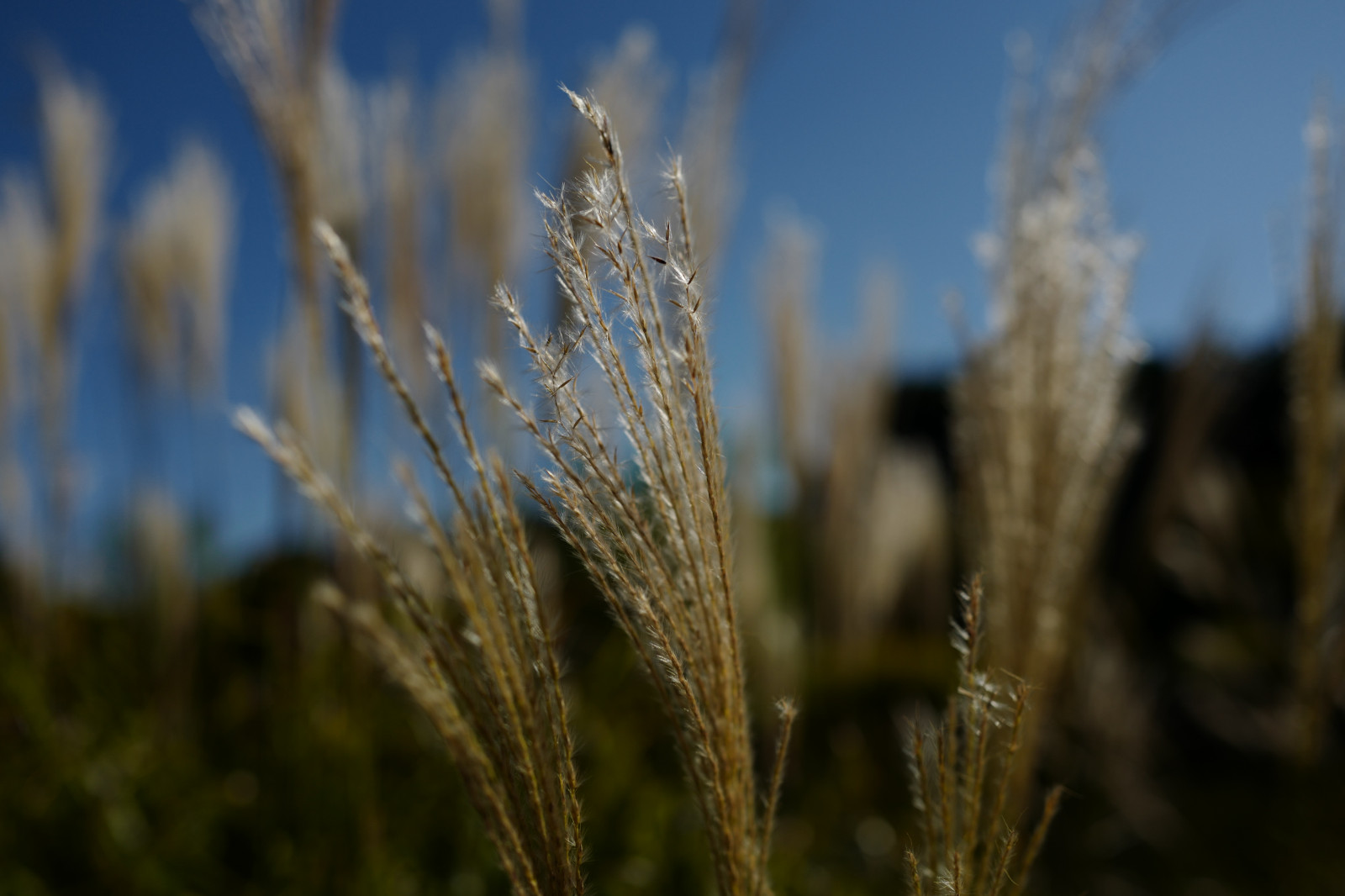Japonsko, slunečnímu záření, Příroda, tráva, pole, mráz, Leica, Tokio, jp, list, květ, rostlina, flóra, zemědělství, louka, Shinjuku, shinjukugyoen, summilux, leicaq, summilux1728, q, 1728, prérie, oříznutí, suchozemská rostlina, kvetoucí rostlina, zblízka, makro fotografie, tráva rodina, závod stonek, Phragmites