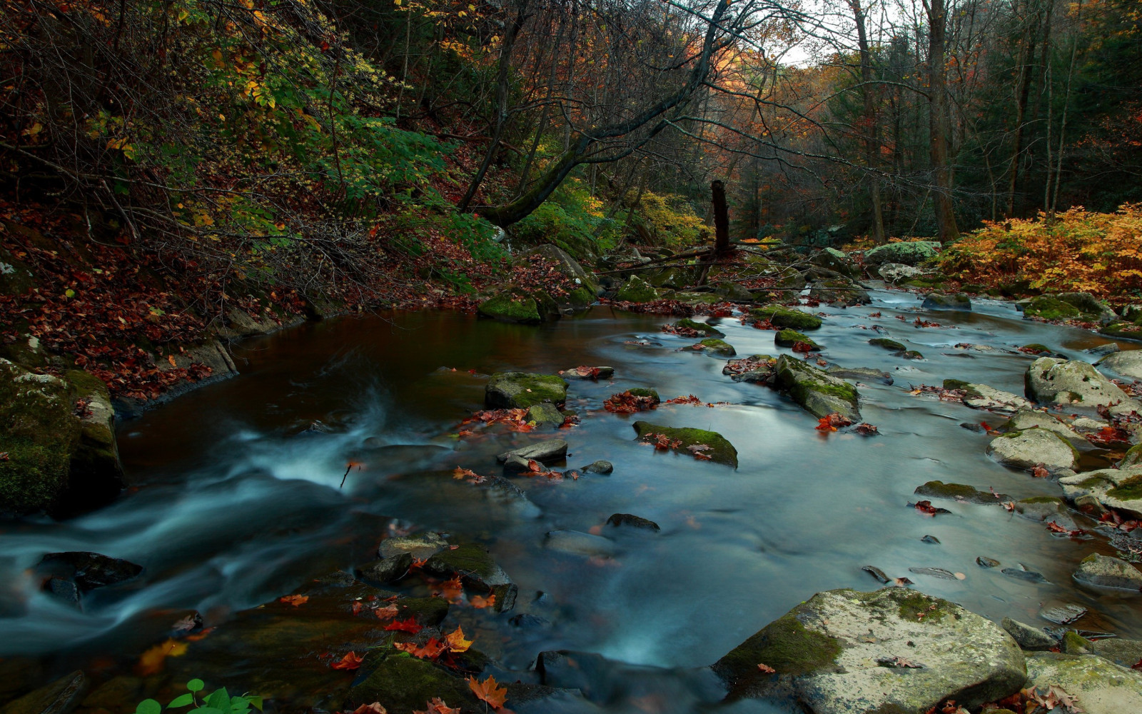 forêt, tomber, feuilles, eau, Roche, la nature, des pierres, rivière, région sauvage, étang, courant, arbre, l'automne, feuille, saison, Cours d'eau, Rapide, ruisseau, des bois, habitat, environnement naturel, Écosystème, plan d'eau