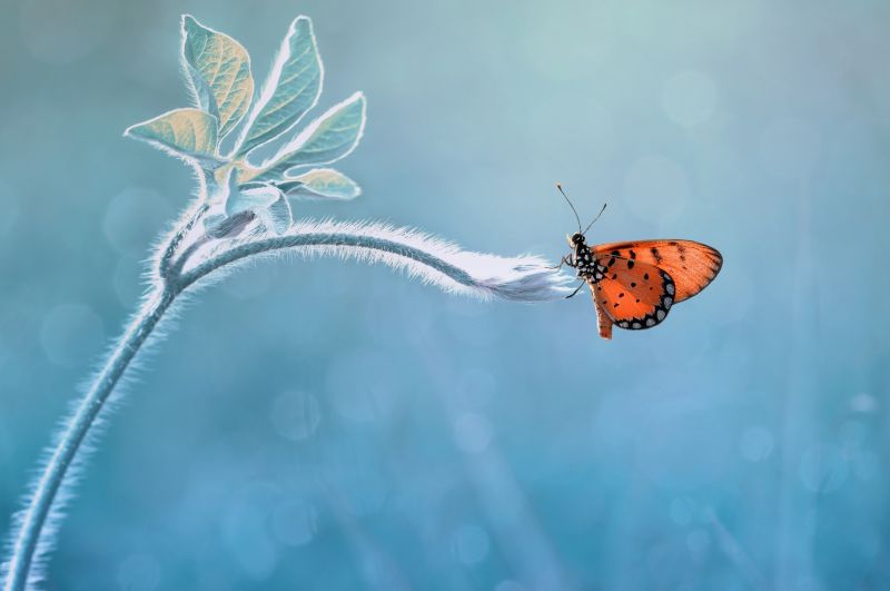 2499x1660 px,zvěř,Příroda,hmyz,makro,rostliny