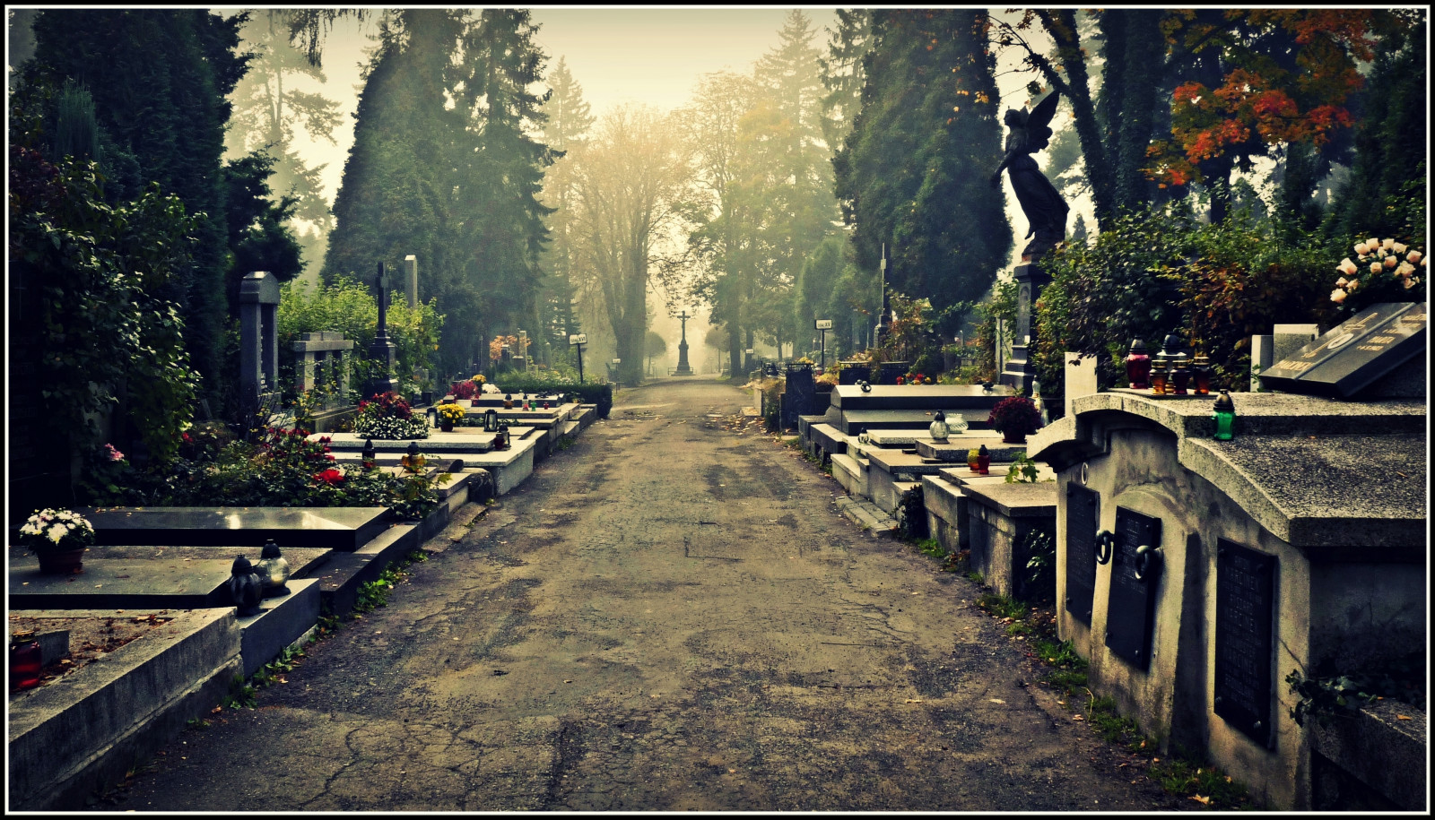 træ, vedplante, morgen, sti, sollys, efterår, plante, landskab, himmel, afdeling, vej, aften, gade, computer tapet