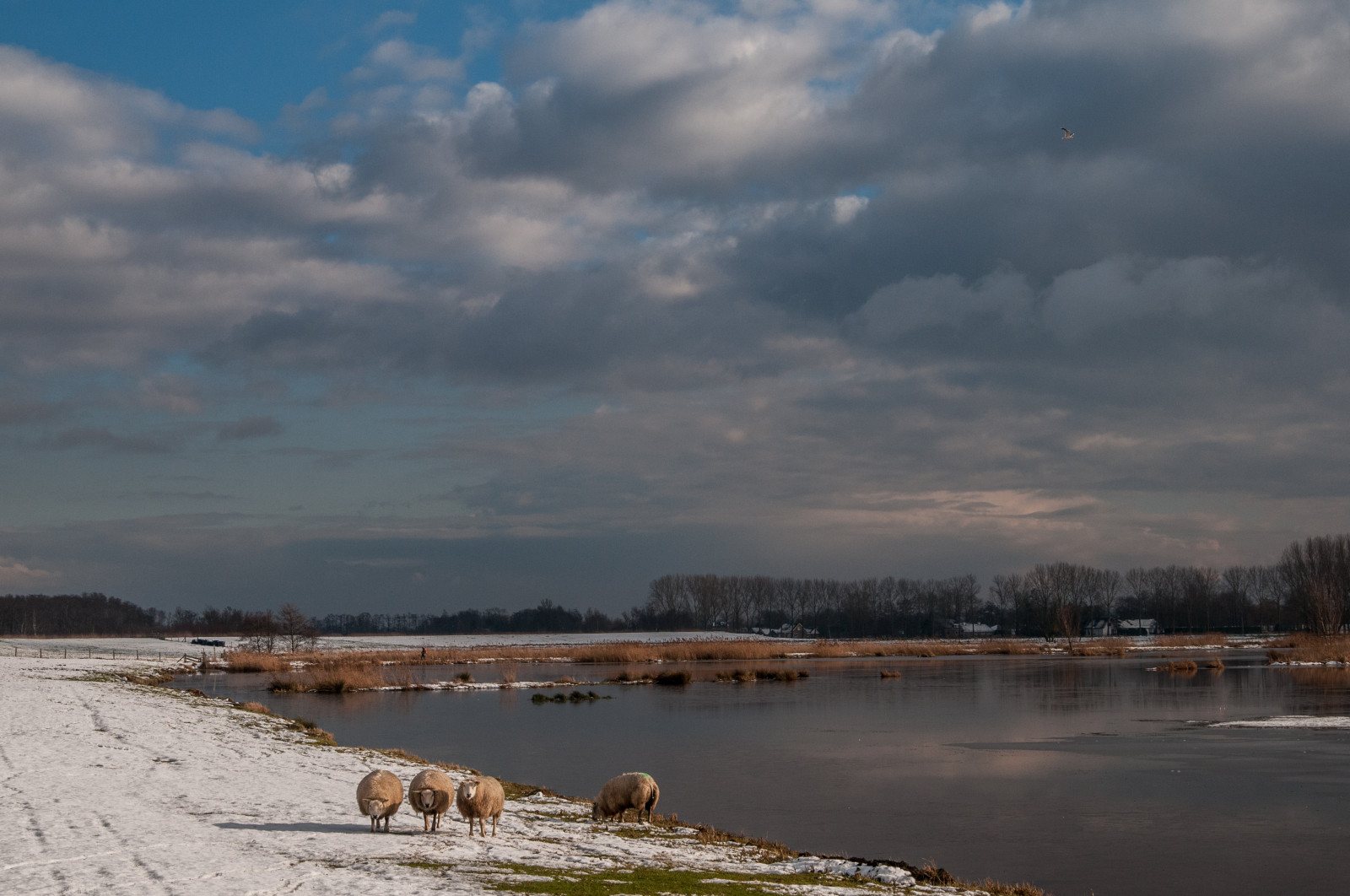 slunečnímu záření, krajina, západ slunce, moře, jezero, voda, Příroda, pobřeží, odraz, nebe, sníh, zima, mraky, pláž, svítání, večer, ráno, pobřeží, řeka, horizont, Nikon, soumrak, 2015, ovce, Lightroom, mokřadní, mrak, počasí, svítání, sezóna, vlna, D300S, Botshol, Mijdrecht, bažina, jezero, atmosférický jev, tělo z vody, meteorologický jev