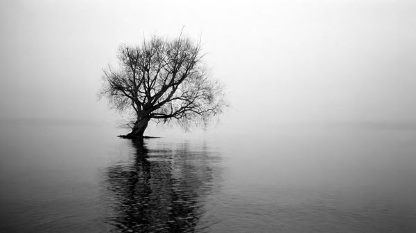 monochrome,Wings of Desire,movies,film stills,trees,water