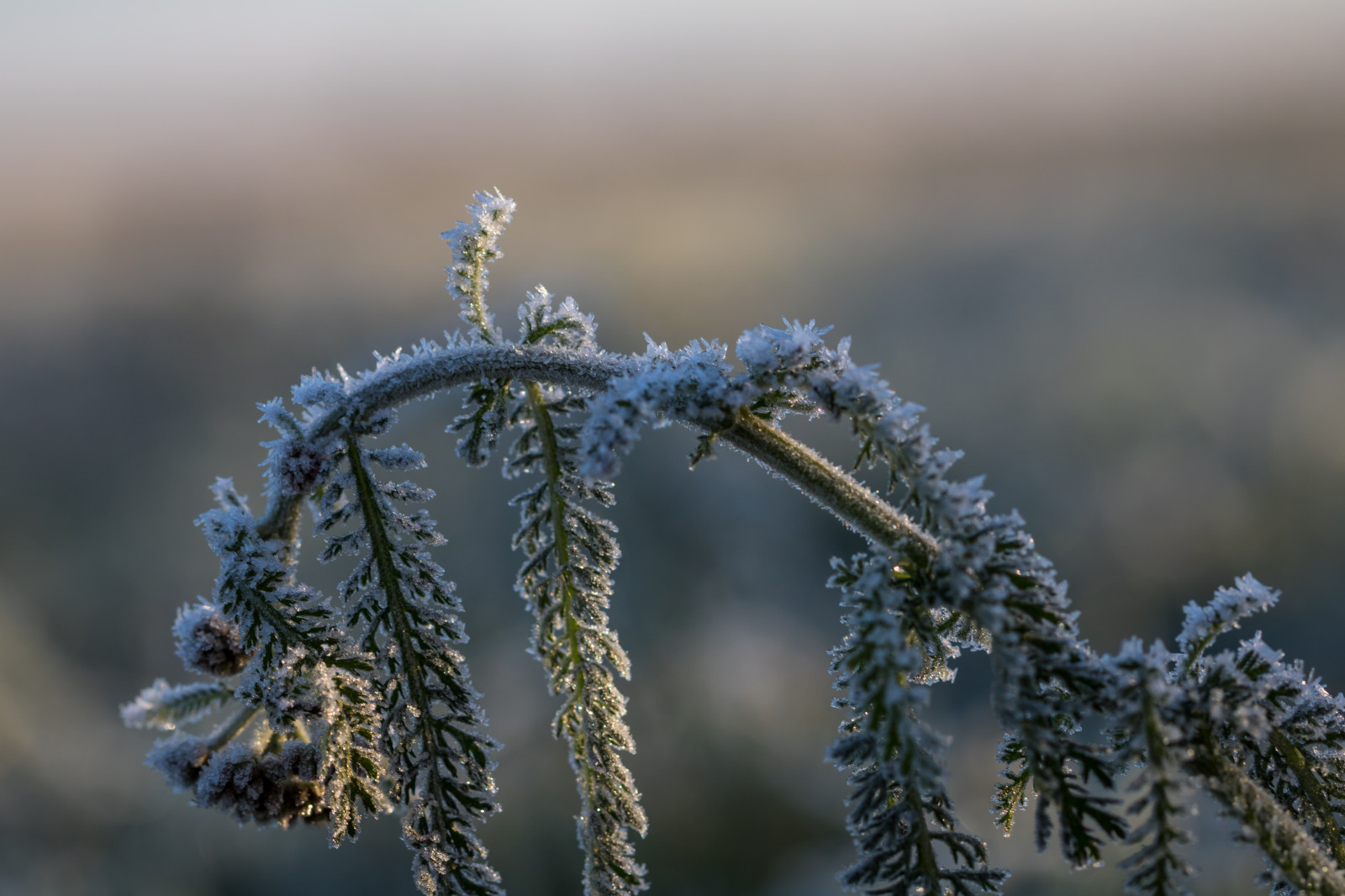 vand, natur, græs, sne, vinter, makro, afdeling, is, kold, frost, Fryser, træ, blad, blomst, vejr, plante, sæson, flora, makro, natur, Kallt, Kvist, vedplante, tæt på, makrofotografering, græs familie, stængelplante