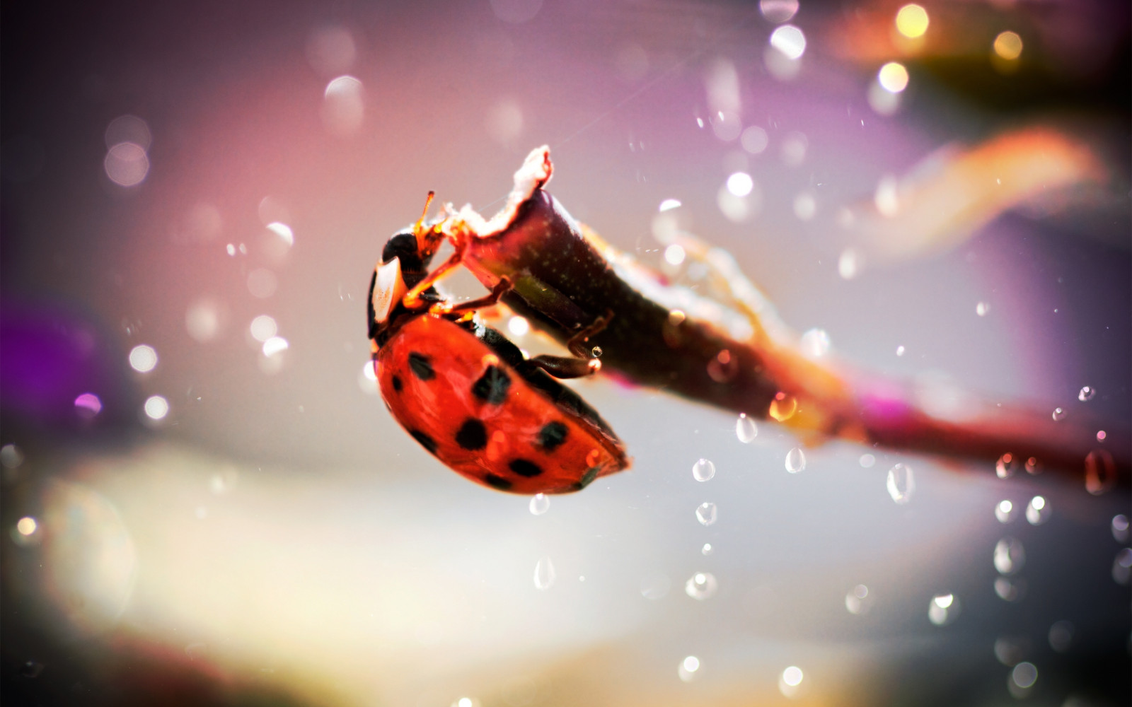 Wallpaper : red, insect, glare, crawling, color, flower, plant, ladybug ...