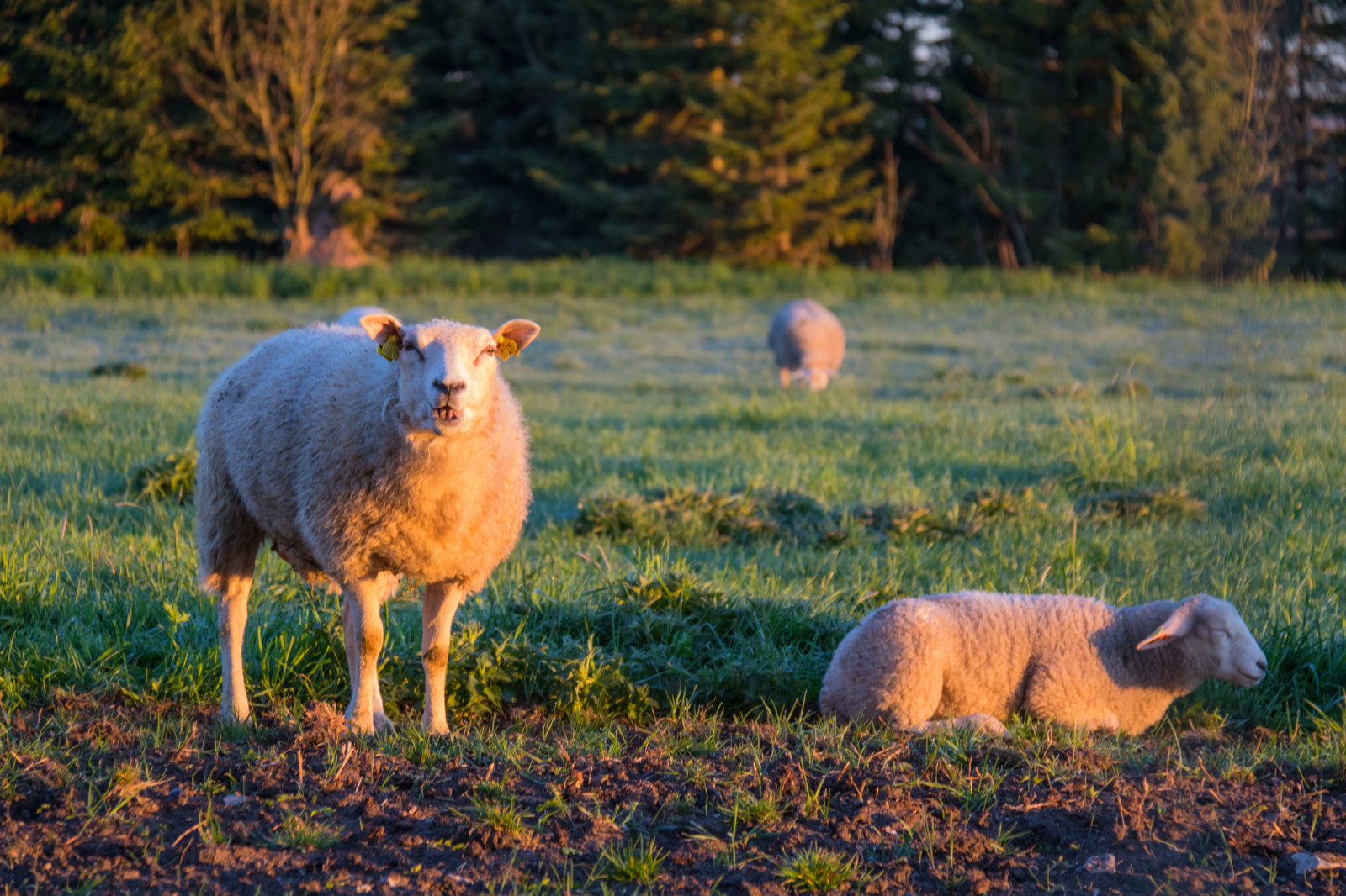 tráva, Volně žijících živočichů, hospodařit, divočina, ovce, tundra, jehněčí, zvíře, podzim, lučina, DJUR, pastvina, f r, Lamm, stádo, louka, fauna, savec, prérie, ovce, venkov, místo výskytu, přírodní prostředí, pastvisko