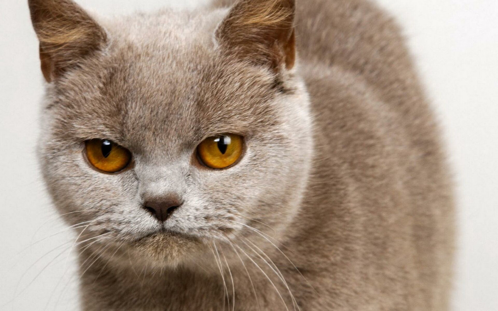 gatto, naso, barba, Blu di Russia, British shorthair, fauna, mammifero, vertebrato, avvicinamento, gatto come mammifero, grugno, di piccole e medie dimensioni gatti, carnivoran, gatto a pelo corto domestico, shorthair europeo, chartreux