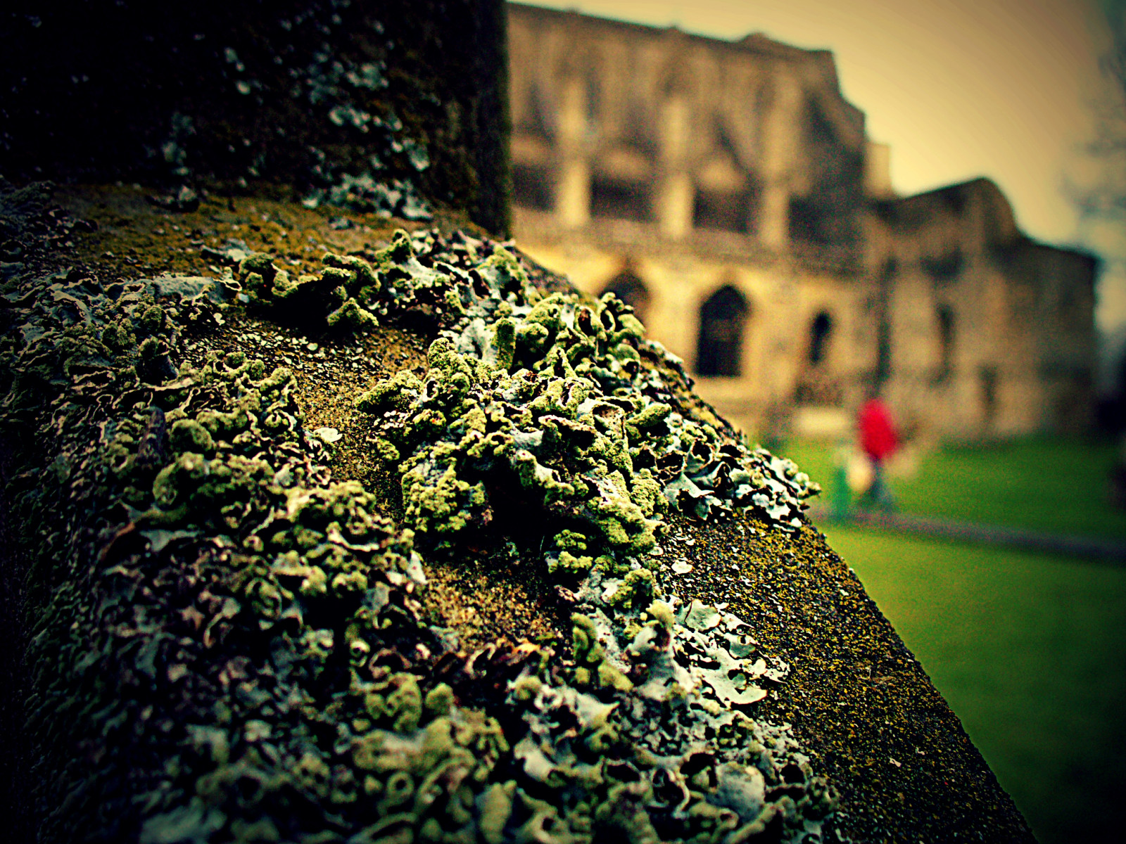 natura, verde, albero, foglia, parete, erba, fotografia, cielo, luce del sole, pianta, roccia, paesaggio, ramo, fiore, stock photography