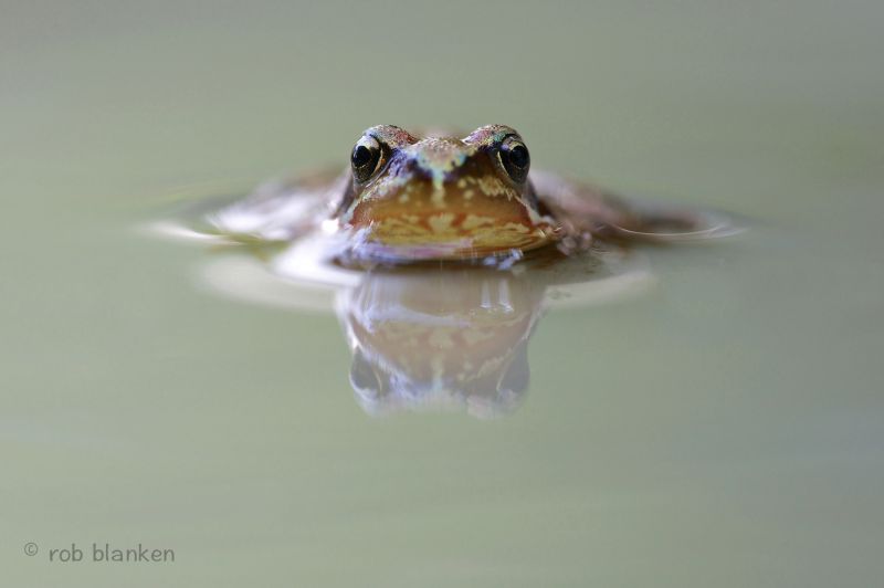 žába,Ranaarvalis,Moorfrog,Heikikker,nikond800,sigma180mm128apomacrodghsm