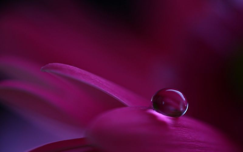 1680x1050 px, flowers, macro, nature 1680x1050 px, flowers, macro, nature