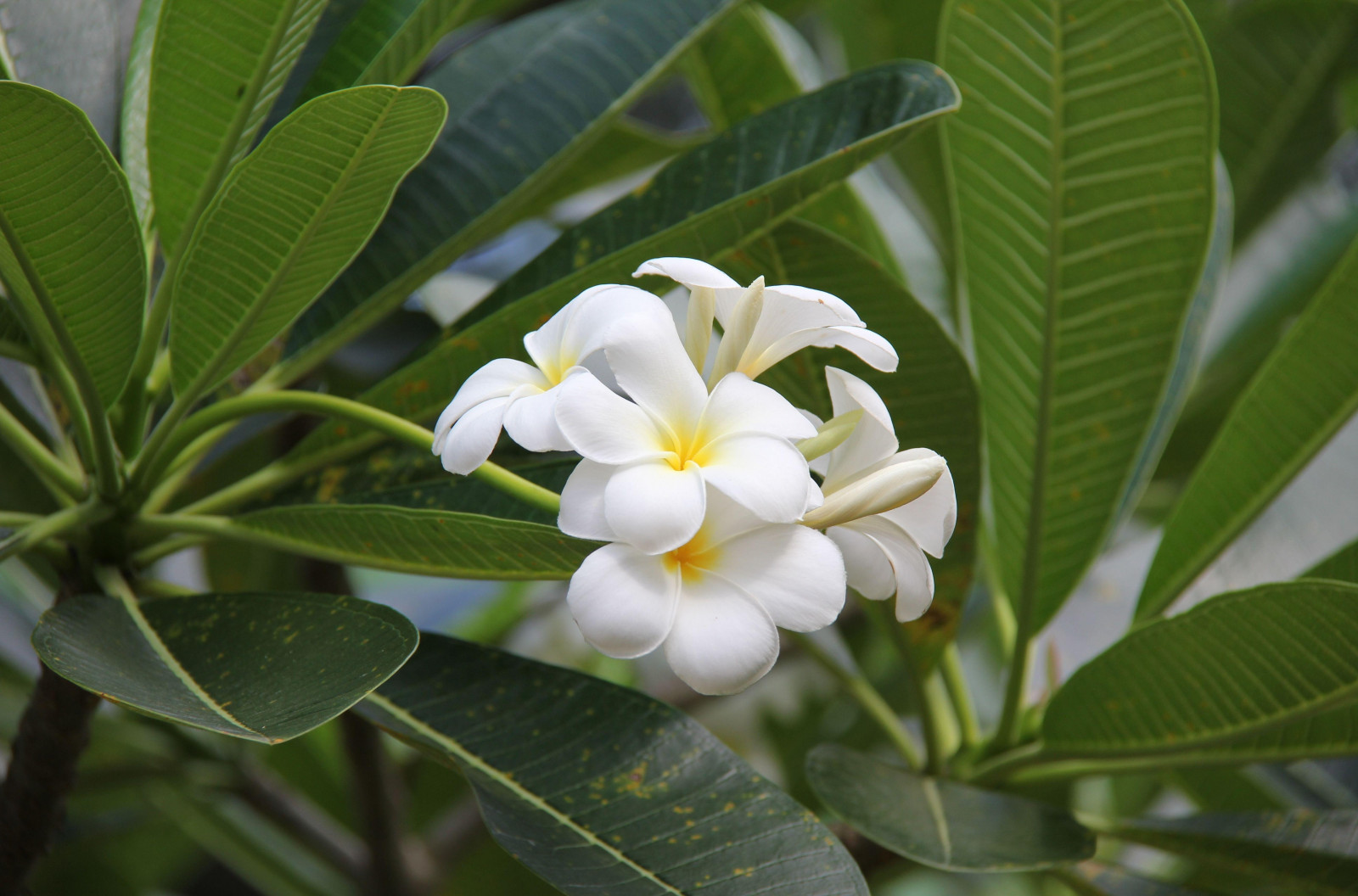 grøn, blomst, Plumeria, Jasmine, Evergreen, træ, blad, blomst, plante, flor, snedækket, flora, knopper, fremstille, botanik, jord plante, blomstrende plante, Busk, gardenia