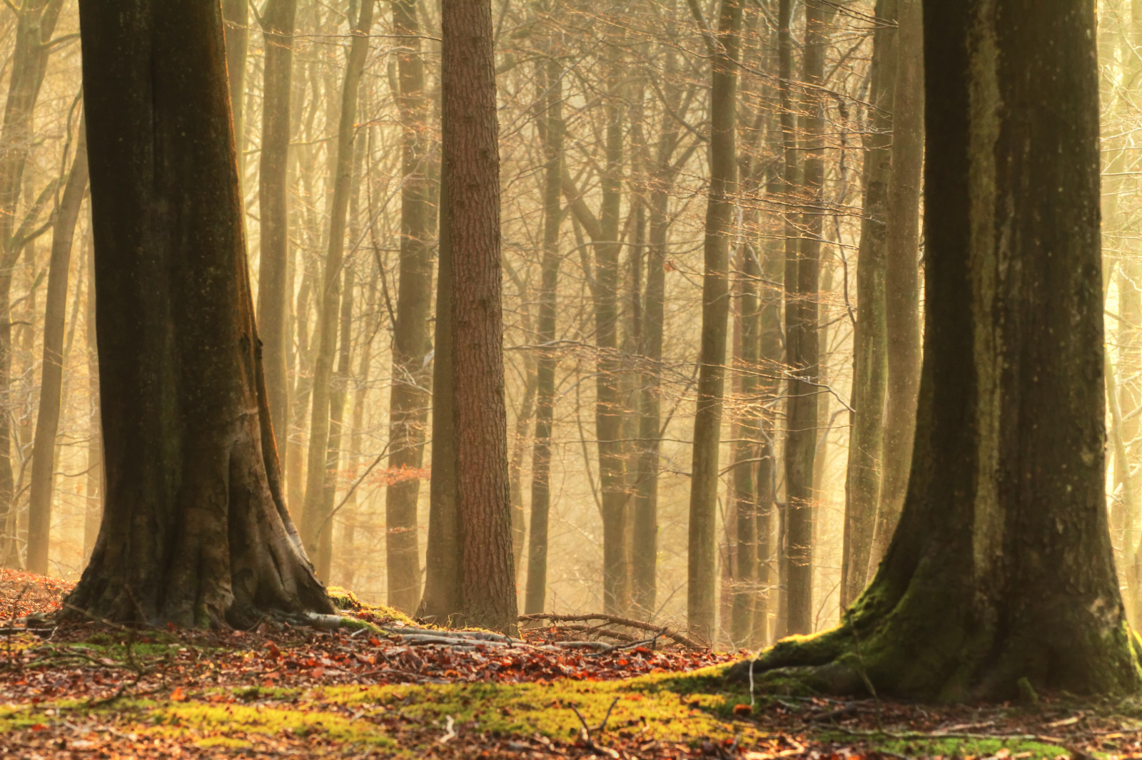 slunečnímu záření, stromy, les, Příroda, větev, mlha, divočina, Gloucestershire, strom, podzim, list, rostlina, sezóna, zálesí, háj, místo výskytu, přírodní prostředí, atmosférický jev, dřevina, ekosystém, mírné jehličnatý les, kufr, závod stonek, prales, opadavý, forestofdean, spekulace, cannop