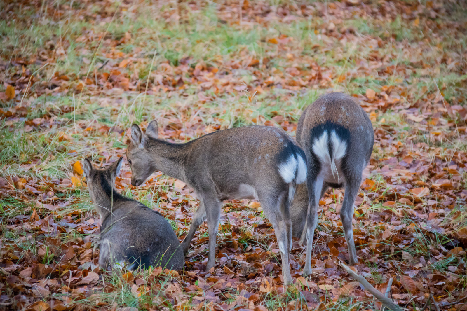 les, Jelen, park, Volně žijících živočichů, Dánsko, tundra, podzim, les, Danmark, Skog, exif modelu canoneos760d, geocountry, Kamera aby kánon, geocity, Model fotoaparátu canoneos760d, geostate, geolocation, EXIF čočka efs18200mmf3556is, EXIF otvor 56, exif aby kánon, exif focallength 155mm, exif isospeed 3200, Dyrehaven, j gersborg, j gersborgdyrehave, fauna, savec, obratlovců, bílá sledoval jelena