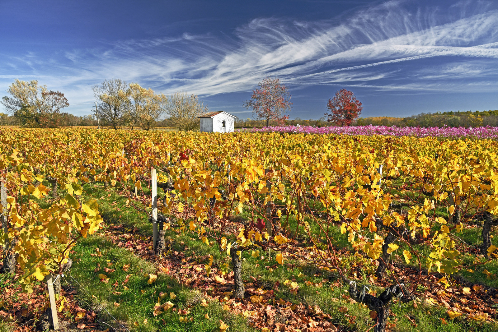 květiny, podzim, nebe, bílý, Dům, Francie, květ, podzim, květ, barvy, žlutý, venkovský, květiny, automne, krajina, Nikon, Frankreich, říjen, přírodní, víno, couleurs, Bílý dům, Bordeaux, paisaje, ciel, vinice, cielo, vzory, vin, Medoc, fiori, autunno, disegni, vinice, colori, francia, vigne, vino, octobre, Dessins, wein, ottobre, Maisonblanche, aquitaine, Gironde, Aquitania, Burdeos, Vigneti, Cantenac, Jaunegiallo, Cruclasse, nikond750, Appellationdorigine