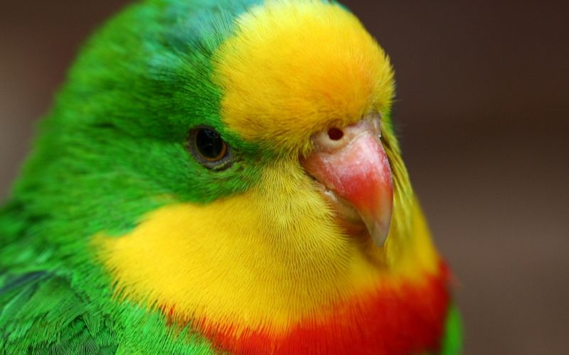 1920x1200 px, Animais, Pássaros, Papagaios, fechar, acima 1920x1200 px, Animais, Pássaros, Papagaios, fechar, acima