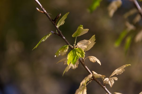 sunlight, food, nature, branch, green, blossom