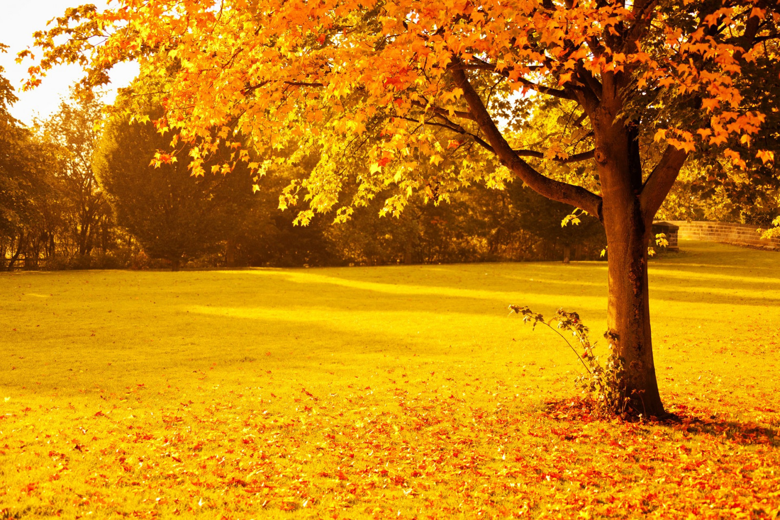Jpeg Fall Wallpaper : sunlight, trees, lights, fall, leaves, sunset, nature, red ...
