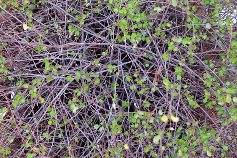 leaves, grass, plants, leaf, flower, plant leaves, grass, plants, leaf, flower, plant