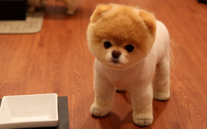 zvěř, Pes, Pomeranian, štěně, savec, obratlovců zvěř, Pes, Pomeranian, štěně, savec, obratlovců