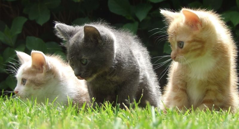 con mèo,cỏ,Mèo con,cáo,Mèo con,Động vật
