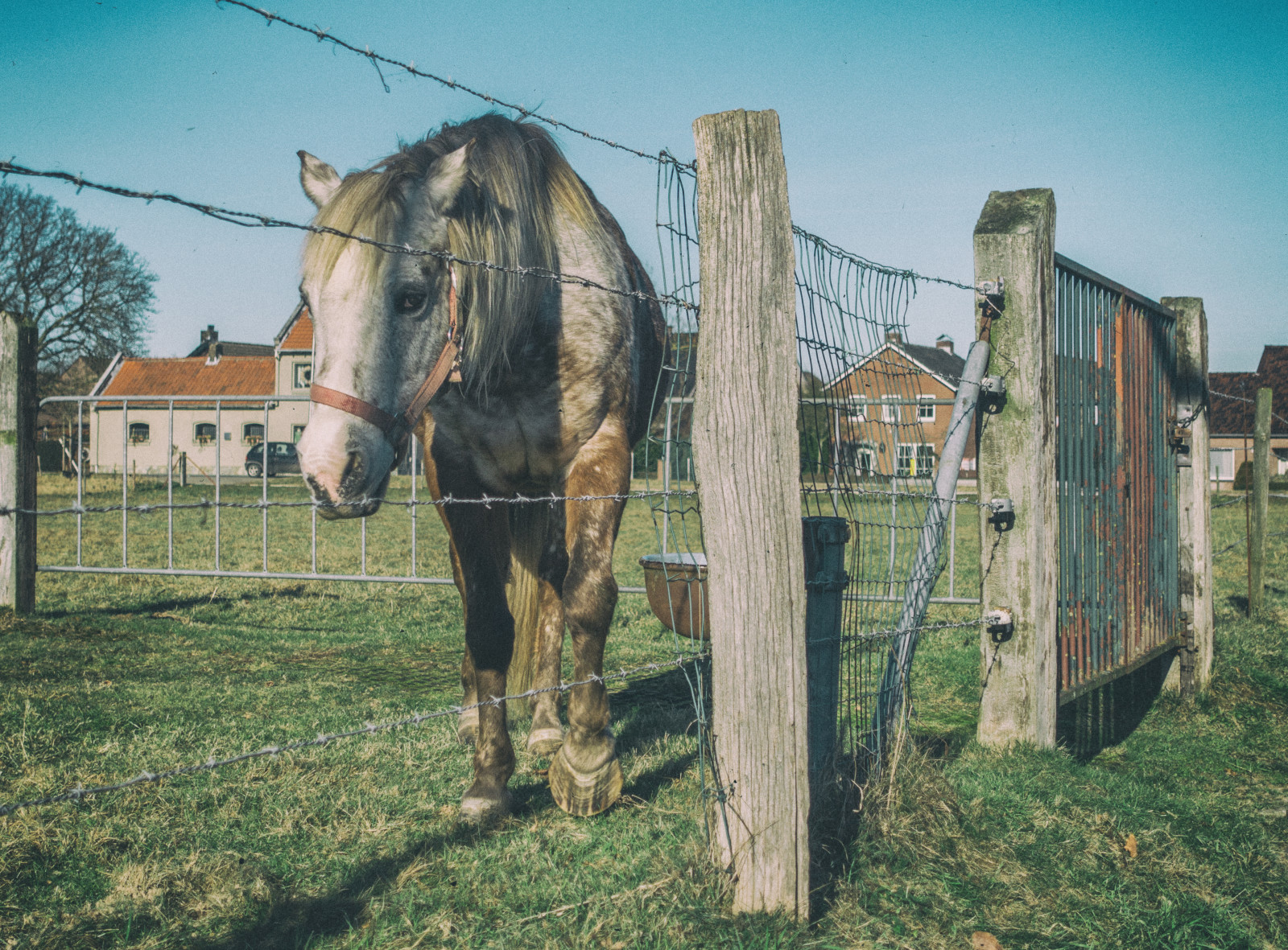hest, græs, gård, hegn, huse, græs, blå himmel, HFF, hoppe, landdistrikt, hest som pattedyr, hingst, pack dyr, nederlandvandaag, pigtråd, etappe01, fridayfenceday, leg01, Pieterpad, vintageediting, vintageprocessing