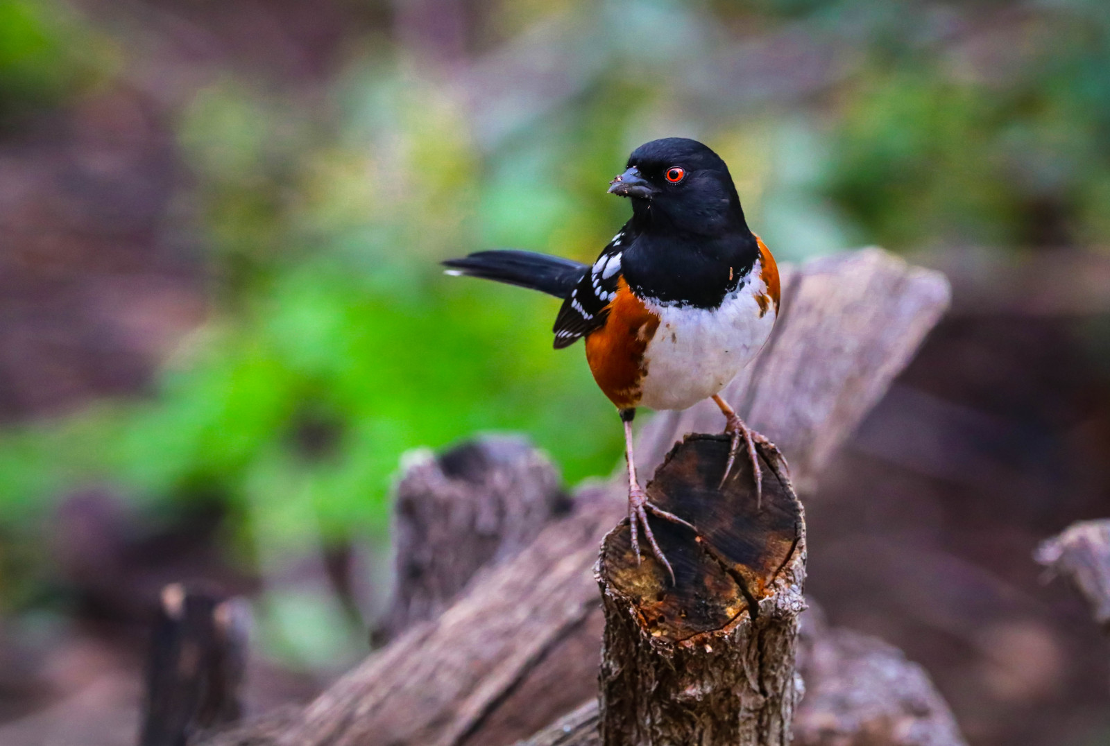 Wesen, pipilomaculatus, Canon, canon80d, 100400, vintertid, highiso, spottedtowhee, canyonmonkey, pekabo90401, tohitachet, Chou s, Toqu desocorro, spurv, Moineau, Spatz, mus, spurv, Passero, chimses, manuliilii, Fuglekiggeri, birdwatchinglosangeles, losliones, loslionescanyon, southerncaliforniabirds, birdsofsoutherncalifornia, pacificpalisadesbirds, inceville, Lightroom, wetseason, greenhappensafterarainfall, iguessitdoesraininsoutherncalifornia, rødt øje, kammeratskab, venskab, nottodaybeerdrinkingbums, winterlight, catchoftheday, stumpmonkey