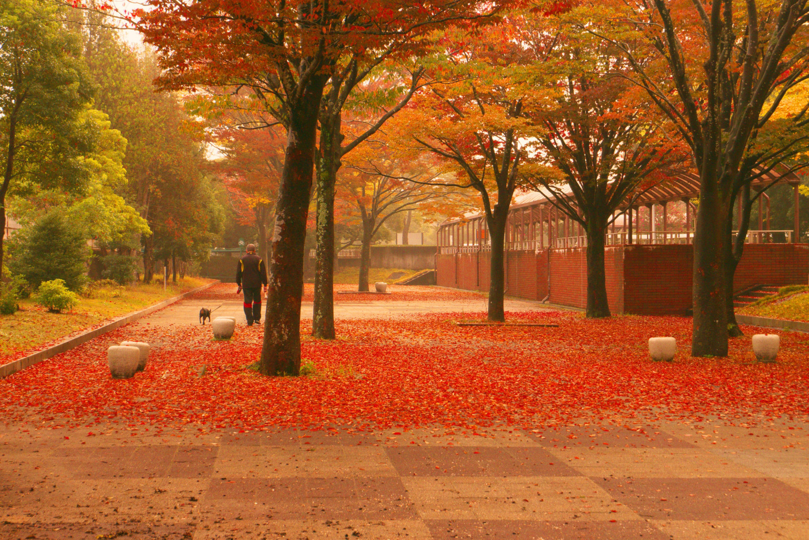ráno, Pes, lavice, vítr, Procházka